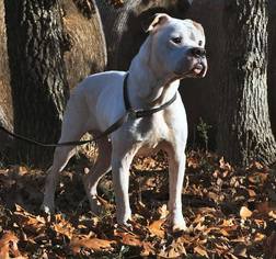 Bulloxer Dogs for adoption in Alton, IL, USA