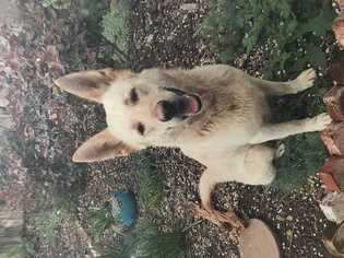 Medium Photo #1 German Shepherd Dog Puppy For Sale in Woodland, CA, USA