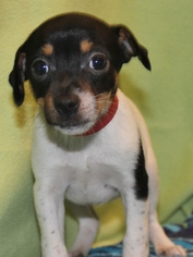 Medium Photo #1 Jack Russell Terrier Puppy For Sale in Hillsdale, IN, USA