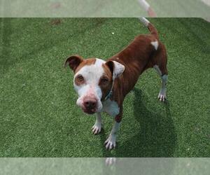 American Staffordshire Terrier-Unknown Mix Dogs for adoption in Grand Prairie, TX, USA