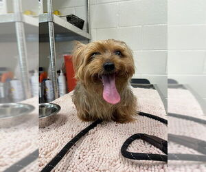 Mutt Dogs for adoption in Waterford, VA, USA