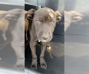 Shepradors Dogs for adoption in Corpus Christi, TX, USA