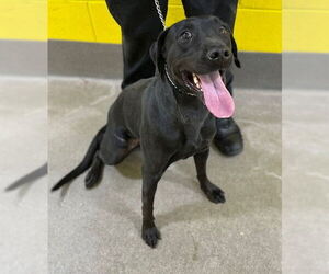 Labrador Retriever-Unknown Mix Dogs for adoption in Forestville, MD, USA
