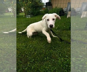 Labrador Retriever-Unknown Mix Dogs for adoption in Germantown, OH, USA