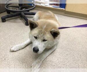 Akita Dogs for adoption in Riverside, CA, USA