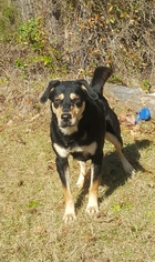 Shepweiller Dogs for adoption in Social Circle, GA, USA