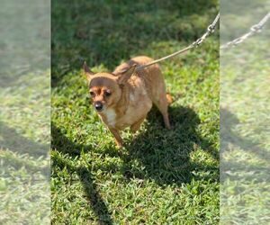 Chihuahua Dogs for adoption in Staley, NC, USA