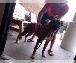 Boxer Dogs for adoption in Tulsa, OK, USA