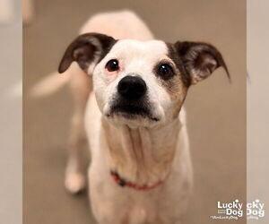 Chihuahua-Unknown Mix Dogs for adoption in Washington, DC, USA