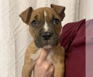 Boxer Dogs for adoption in Washington, DC, USA
