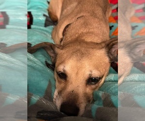 Chihuahua-Unknown Mix Dogs for adoption in Middlesex, VT, USA