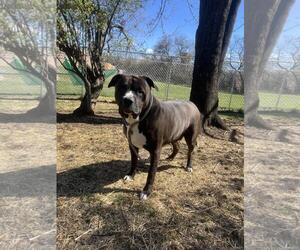 American Staffordshire Terrier-Eurasier Mix Dogs for adoption in Front Royal, VA, USA