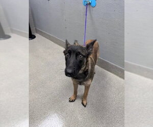 Mutt Dogs for adoption in Las Vegas, NV, USA