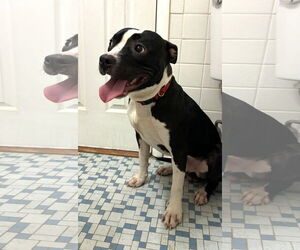 American Pit Bull Terrier Dogs for adoption in Rockville, MD, USA