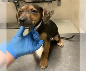 Labrador Retriever-Unknown Mix Dogs for adoption in Conroe, TX, USA