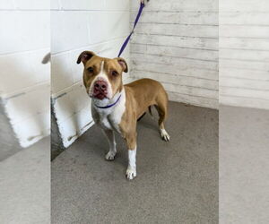 American Pit Bull Terrier Dogs for adoption in San Bernardino, CA, USA