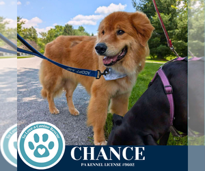 Golden Retriever-Unknown Mix Dogs for adoption in Kimberton, PA, USA