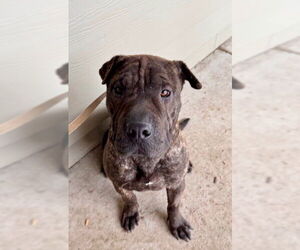Chinese Shar-Pei-Unknown Mix Dogs for adoption in South Lake Tahoe, CA, USA