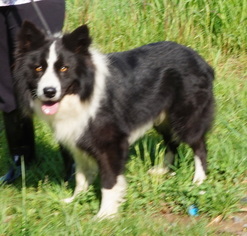 Border Collie Dogs for adoption in Dickson, TN, USA