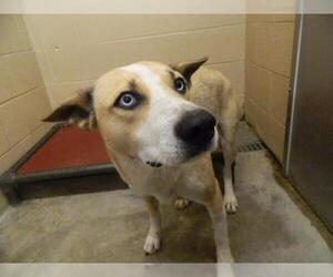 Mutt Dogs for adoption in Pikeville, KY, USA