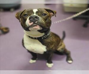 American Pit Bull Terrier Dogs for adoption in Long Beach, CA, USA