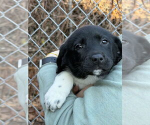 Mutt Dogs for adoption in Elmsford, NY, USA