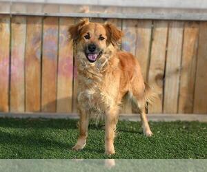 Australian Shepherd-Unknown Mix Dogs for adoption in West Valley, UT, USA