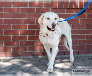 Labrador Retriever-Unknown Mix Dogs for adoption in Clovis, CA, USA