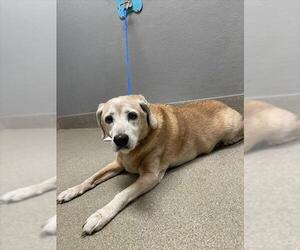 Beagle-Unknown Mix Dogs for adoption in Las Vegas, NV, USA