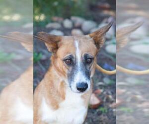 Collie-Unknown Mix Dogs for adoption in El Cajon, CA, USA