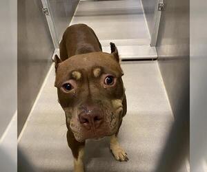 American Bulldog-Unknown Mix Dogs for adoption in Modesto, CA, USA