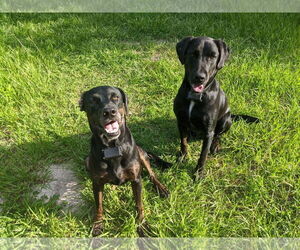Labrador Retriever-Unknown Mix Dogs for adoption in Rustburg, VA, USA