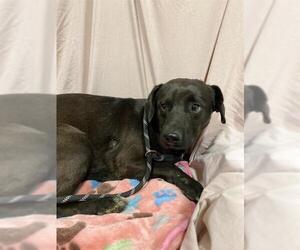 Labrador Retriever-Unknown Mix Dogs for adoption in Modesto, CA, USA