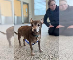 Chihuahua Dogs for adoption in Boston, MA, USA