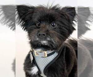 Papillon-Unknown Mix Dogs for adoption in Kennesaw, GA, USA