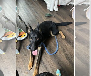 German Shepherd Dog Dogs for adoption in La Grange , NC, USA