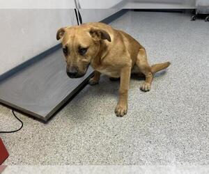 Mutt Dogs for adoption in Visalia, CA, USA