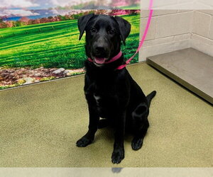 Labrador Retriever-Unknown Mix Dogs for adoption in Moreno Valley, CA, USA