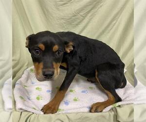 Rottweiler-Unknown Mix Dogs for adoption in Modesto, CA, USA