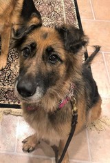 German Shepherd Dog Dogs for adoption in Gretna, NE, USA