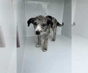 Australian Shepherd-Unknown Mix Dogs for adoption in Houston, TX, USA
