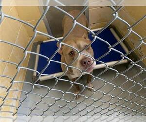 Mutt Dogs for adoption in Tulsa, OK, USA