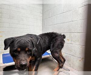 Rottweiler Dogs for adoption in Stockton, CA, USA