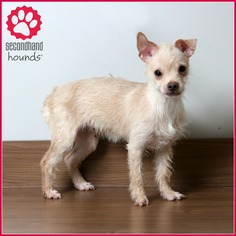 Medium Photo #1 Chihuahua-Unknown Mix Puppy For Sale in Eden Prairie, MN, USA