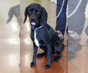 Bocker Dogs for adoption in Cincinnati, OH, USA
