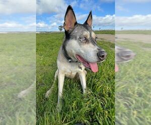 Siberian Husky-Unknown Mix Dogs for adoption in San Diego, CA, USA