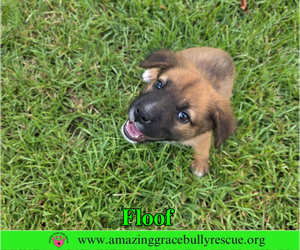 Black Mouth Cur-Chow Chow Mix Dogs for adoption in Milton, FL, USA