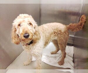 Goldendoodle Dogs for adoption in Fort Lauderdale, FL, USA