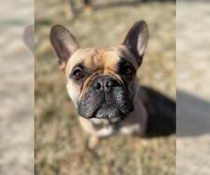 French Bulldog Dogs for adoption in Boise, ID, USA