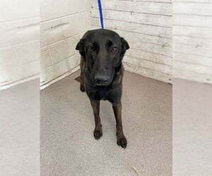 Mutt Dogs for adoption in San Bernardino, CA, USA